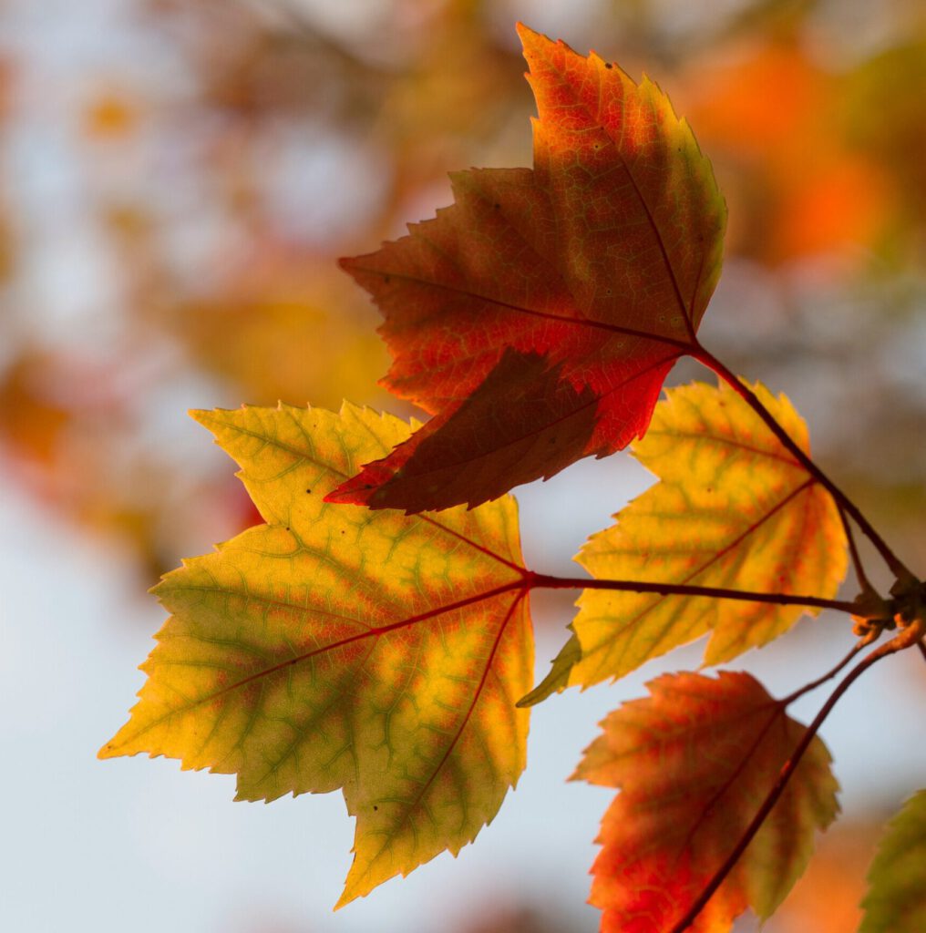 Bunte Blätter im Herbst